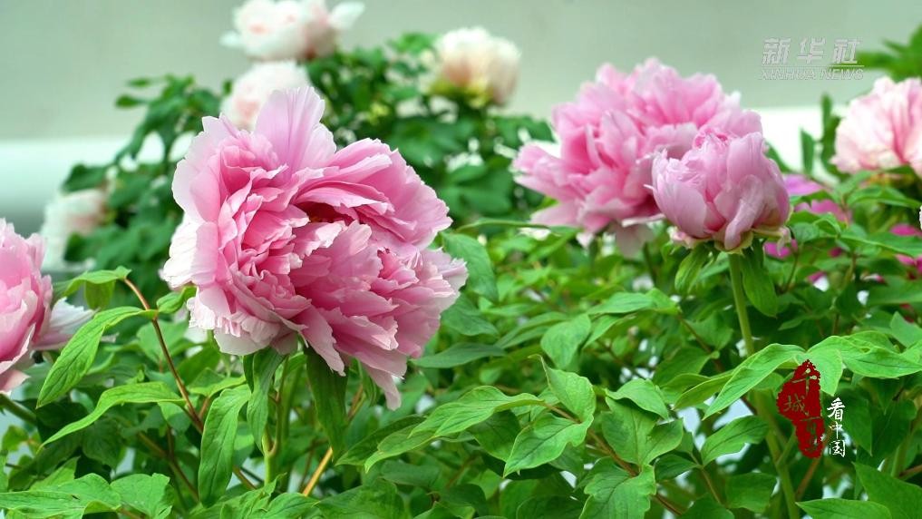 带富先锋张良丨种好一朵花 带富一群人