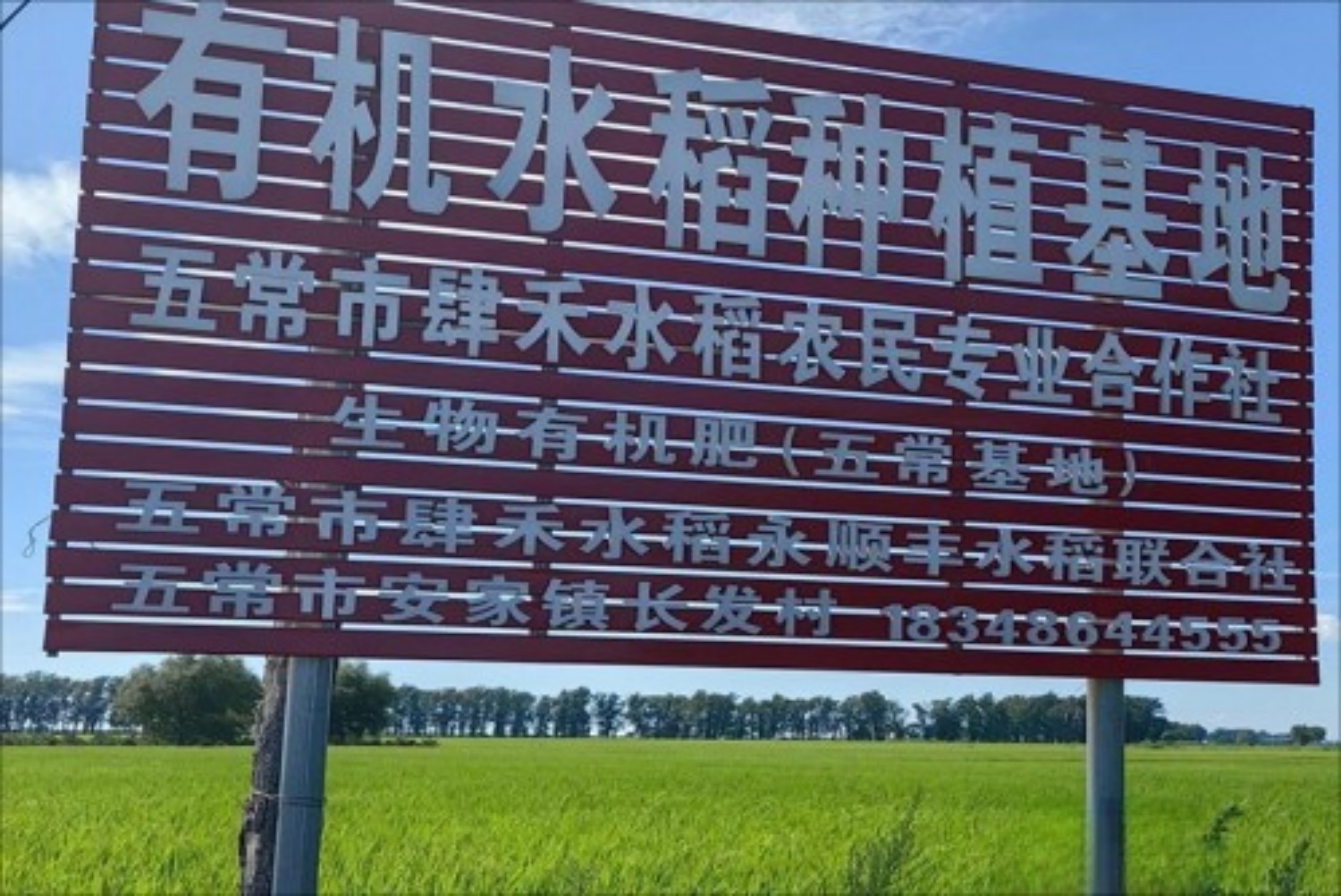 鸭群“管”稻田五常肆禾水稻种植专业合作
