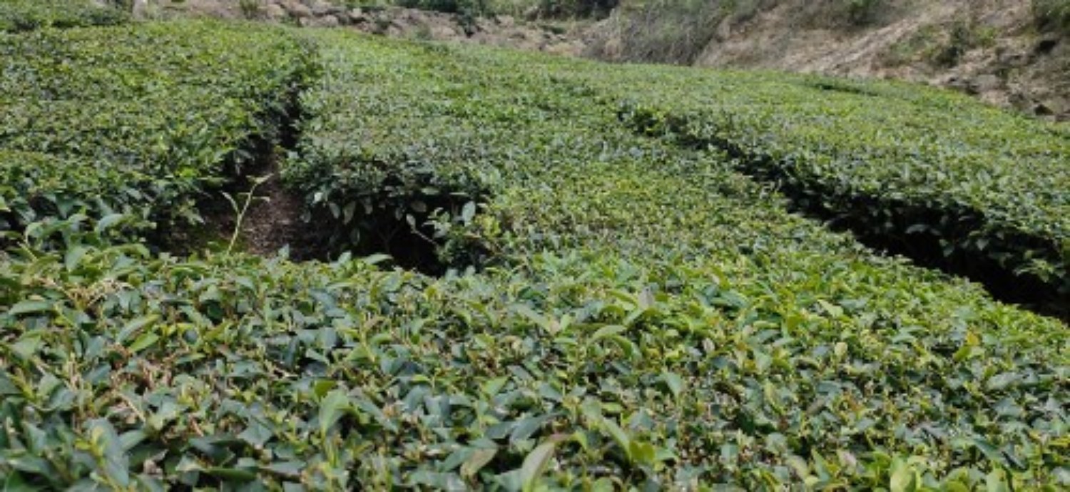 坪上炒茶：传承百年的茶香传奇